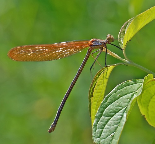 Female, teneral
20 Apr 2012  Rabun
